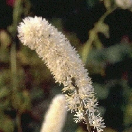 Actaea simplex 'White Pearl' P9 - afbeelding 6