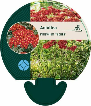 Achillea millefolium 'Paprika' P9 - afbeelding 4