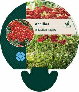 Achillea millefolium 'Paprika' P9 - afbeelding 4