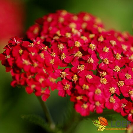 Achillea millefolium 'Paprika' P9 - afbeelding 7