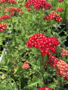 Achillea millefolium 'Paprika' P9 - afbeelding 2