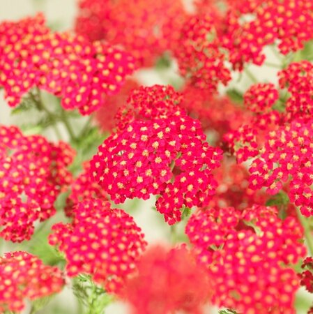 Achillea millefolium 'Paprika' P9 - afbeelding 8