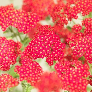Achillea millefolium 'Paprika' P9 - afbeelding 8