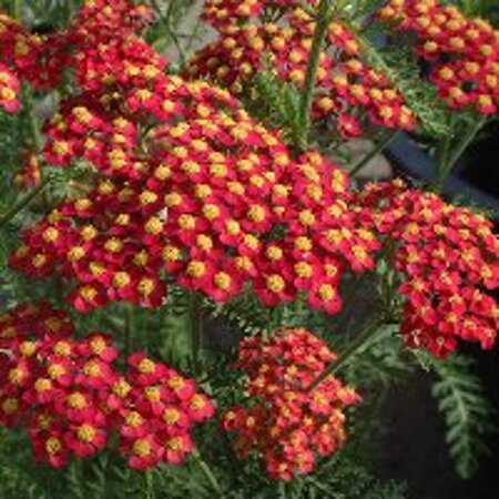 Achillea millefolium 'Paprika' P9 - afbeelding 6