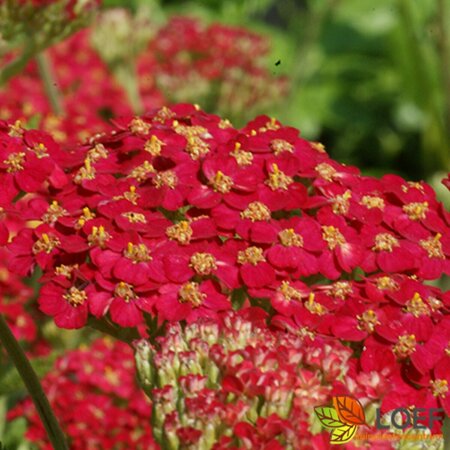 Achillea millefolium 'Paprika' P9 - afbeelding 9