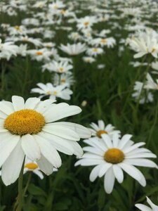 Leucanthemum superbum 'Silberprinzessche P9 - afbeelding 1