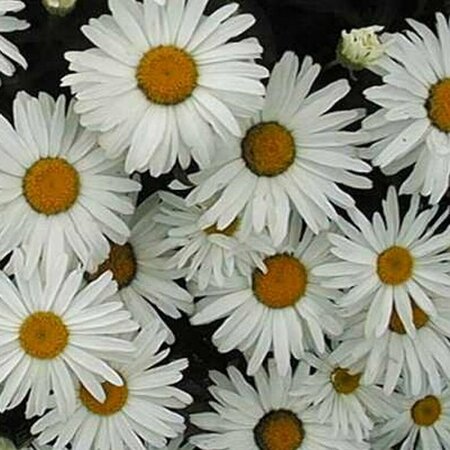 Leucanthemum superbum 'Silberprinzessche P9 - afbeelding 5