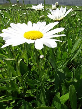 Leucanthemum superbum 'Silberprinzessche P9 - afbeelding 7