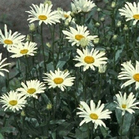 Leucanthemum superbum 'Silberprinzessche P9 - afbeelding 8