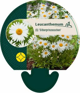 Leucanthemum superbum 'Silberprinzessche P9 - afbeelding 9