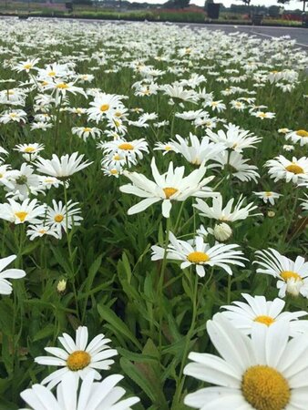 Leucanthemum superbum 'Silberprinzessche P9 - afbeelding 2