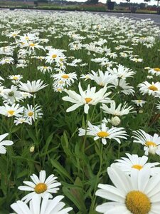 Leucanthemum superbum 'Silberprinzessche P9 - afbeelding 2