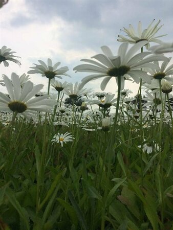 Leucanthemum superbum 'Silberprinzessche P9 - afbeelding 3