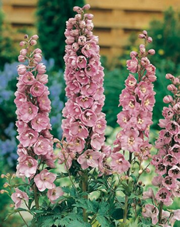 Delphinium pacific 'Astolat' P9 - afbeelding 3