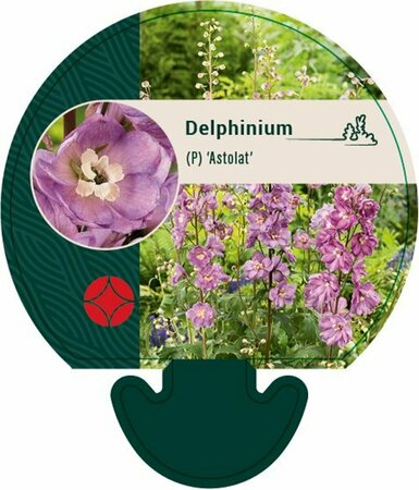 Delphinium pacific 'Astolat' P9 - afbeelding 2