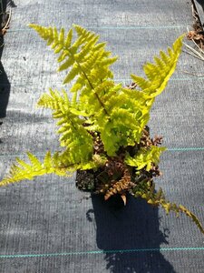 Dryopteris affinis C2 - afbeelding 7