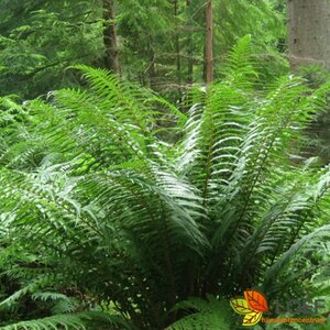Dryopteris affinis C2