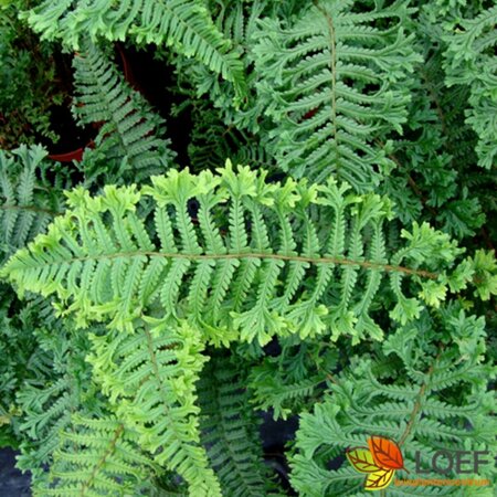 Dryopteris affinis 'Cristata The King' C2 - afbeelding 2
