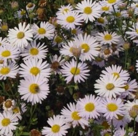 Kalimeris incisa 'Madiva' P9 - afbeelding 4