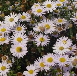 Kalimeris incisa 'Madiva' P9 - afbeelding 4