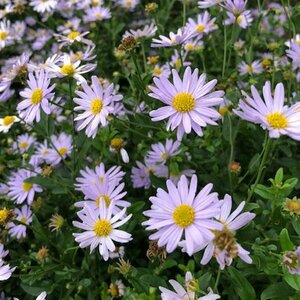 Kalimeris incisa 'Madiva' P9 - afbeelding 5