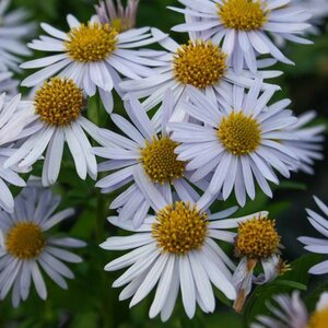 Kalimeris incisa 'Madiva' P9 - afbeelding 2