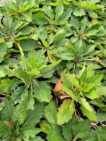 Kalimeris incisa 'Madiva' P9 - afbeelding 7