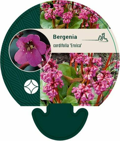 Bergenia cordifolia 'Eroica' P9 - afbeelding 1
