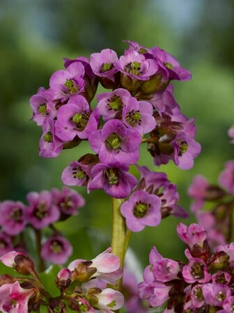 Bergenia cordifolia 'Eroica' P9 - afbeelding 3