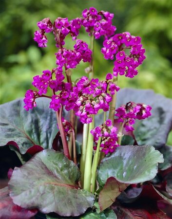 Bergenia cordifolia 'Eroica' P9 - afbeelding 4