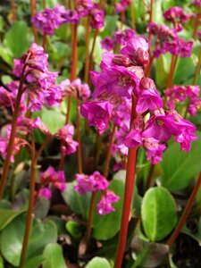 Bergenia cordifolia 'Eroica' P9 - afbeelding 5