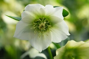 Helleborus or. 'Pretty Ellen White' P9 - afbeelding 2