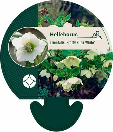 Helleborus or. 'Pretty Ellen White' P9 - afbeelding 3