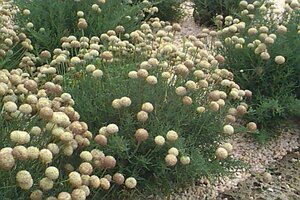 Santolina chamaecyparissus P9 - afbeelding 2