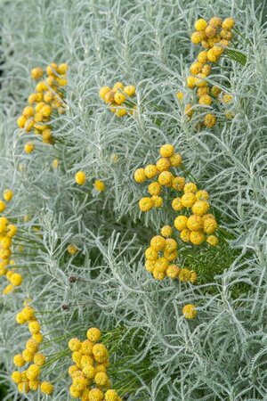 Santolina chamaecyparissus P9 - afbeelding 5