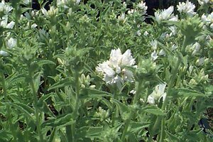 Campanula glomerata 'Alba' P9 - afbeelding 1