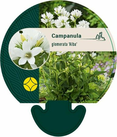 Campanula glomerata 'Alba' P9 - afbeelding 2