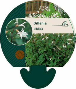 Gillenia trifoliata P9 - afbeelding 3