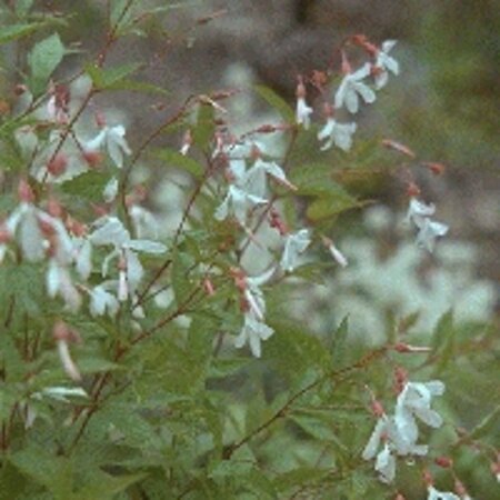 Gillenia trifoliata P9 - afbeelding 5