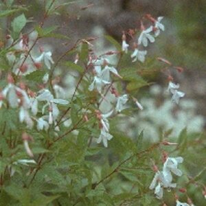 Gillenia trifoliata P9 - afbeelding 5