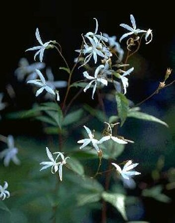 Gillenia trifoliata P9 - afbeelding 7