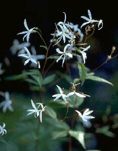 Gillenia trifoliata P9 - afbeelding 7