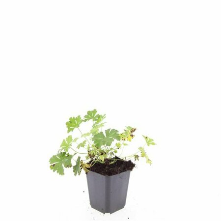 Geranium cantabrigiense 'Biokovo' P9 - afbeelding 8