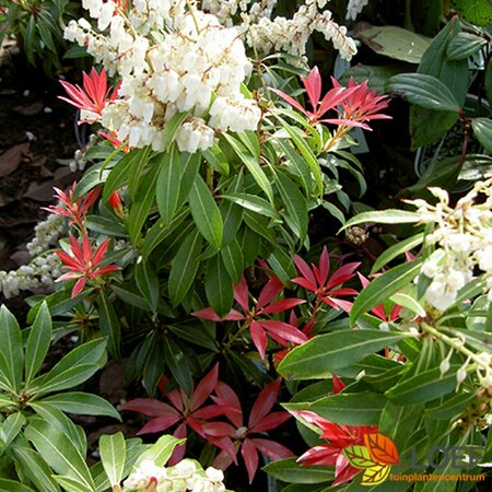 Pieris japonica 'Forest Flame' 25/30 C. - afbeelding 3