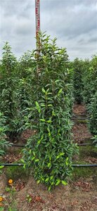 Prunus lusitanica 'Angustifolia' 60/80 C. - afbeelding 5