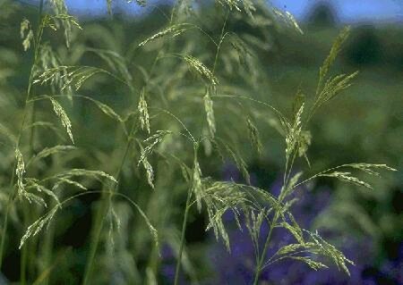 Deschampsia cespitosa P9 - afbeelding 1