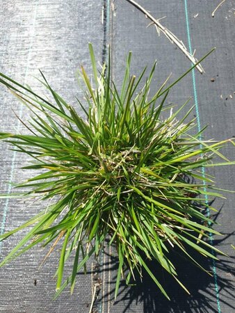 Deschampsia cespitosa P9 - afbeelding 11