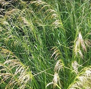 Deschampsia cespitosa P9 - afbeelding 3