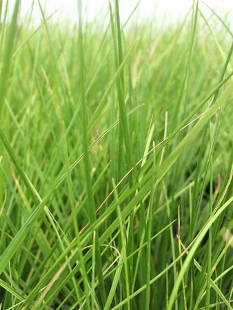 Deschampsia cespitosa P9 - afbeelding 7