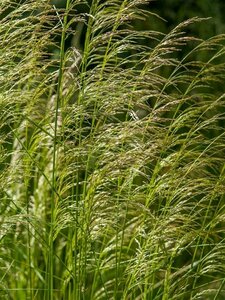 Deschampsia cespitosa P9 - afbeelding 4